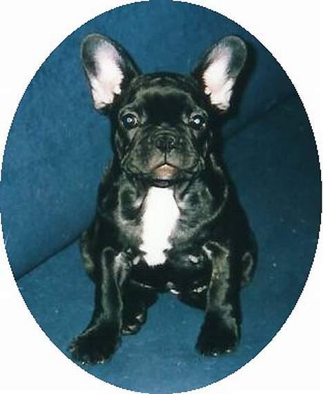 Fransk bulldog Astrid - Foto: Gitte Kongsnæs billede 3
