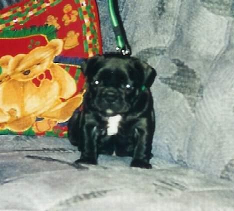 Fransk bulldog Astrid - Foto: Gitte Kongsnæs billede 4