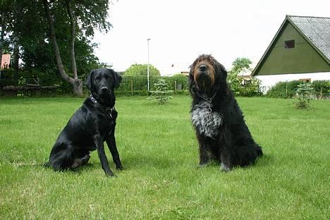 Blanding af racer Balder Himmelhund - Balder og Mollie billede 6