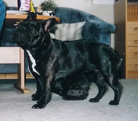 Fransk bulldog Astrid - Foto: Winnie Kongsnæs billede 5