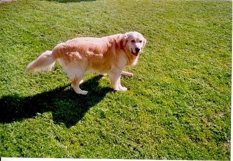 Golden retriever Nikki (Død) - Nikki billede 5