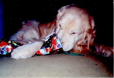 Golden retriever Nikki (Død) - Nikki med en julegave billede 6