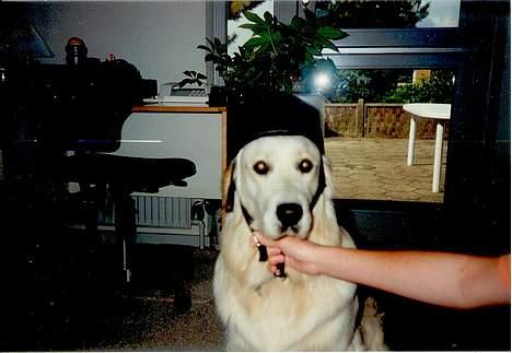 Golden retriever Nikki (Død) - Nikki er klar til en ridetur billede 7