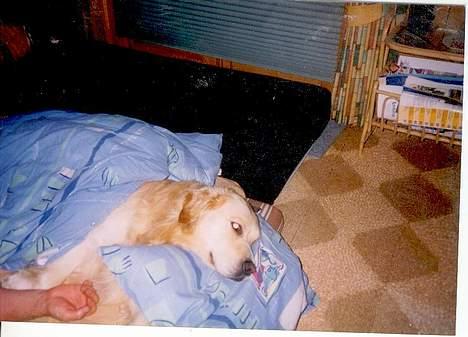 Golden retriever Nikki (Død) - HAn var så søvning at han tog en dyne og hovedpude! billede 8