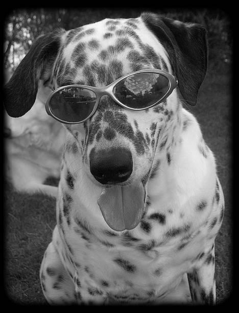 Blanding af racer Rollo - Rollo den 11 Juni 2006. Han er da lidt blæret ikke? billede 7