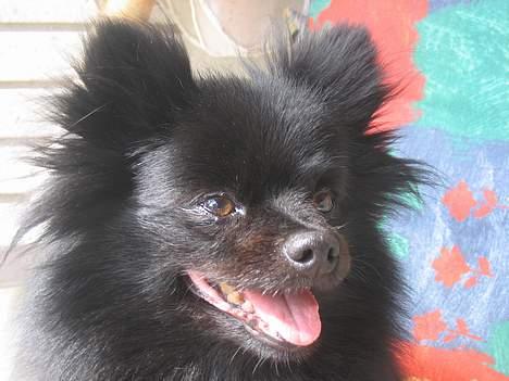 Kleinspitz Hot Sweet Black Bear - Smil til fotografen! billede 7