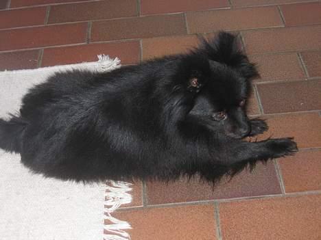 Kleinspitz Hot Sweet Black Bear - Emma:,,Åh nej. Jeg gider altså ikke ha´ taget flere billeder nu!" billede 9