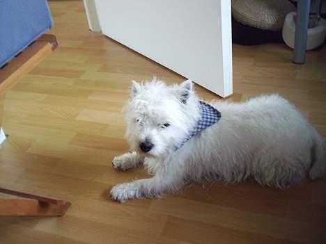 West highland white terrier King - Det så så King... Men hans Flotte tørkæde billede 1