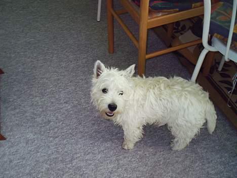 West highland white terrier King billede 3