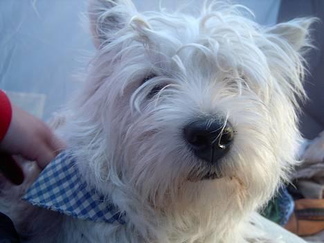 West highland white terrier King billede 4