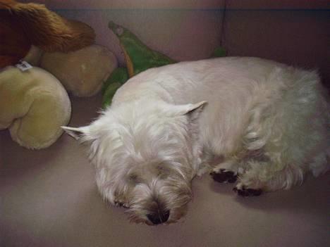 West highland white terrier King billede 5