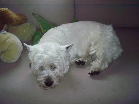 West highland white terrier King billede 6