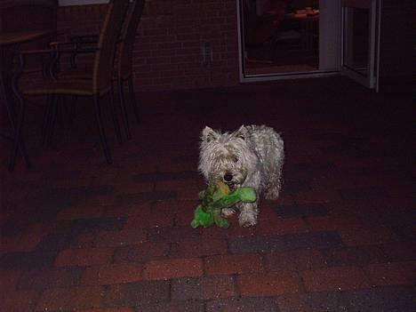 West highland white terrier King billede 7