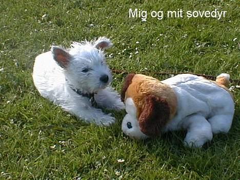 West highland white terrier King - King kun få dage efter vi fik ham, med hans nye bedste ven billede 8