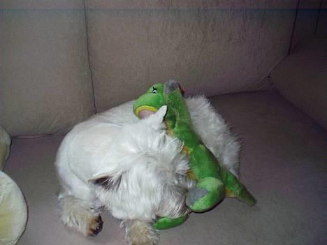 West highland white terrier King billede 10