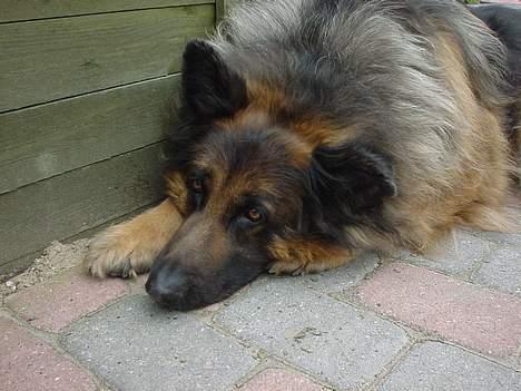 Schæferhund Rocky billede 1