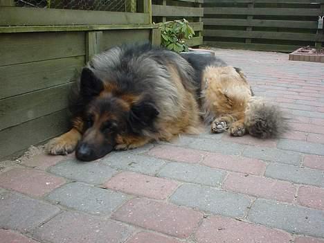 Schæferhund Rocky billede 2