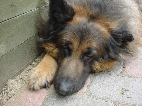 Schæferhund Rocky billede 3