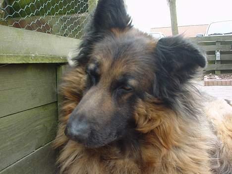 Schæferhund Rocky billede 4