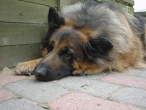 Schæferhund Rocky billede 5