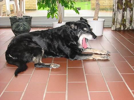 Blanding af racer Sif *R.I.P.* billede 1