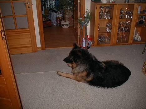 Schæferhund Rocky billede 7