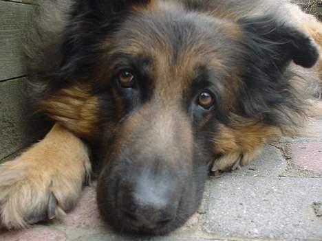 Schæferhund Rocky billede 6