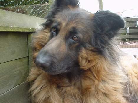 Schæferhund Rocky billede 8