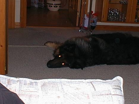 Schæferhund Rocky billede 9