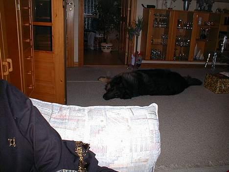 Schæferhund Rocky billede 10