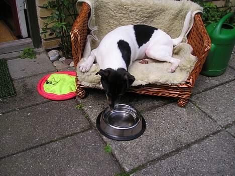 Dansk svensk gaardhund Olfert - Olfert er til tider en "doven hund", så derfor gider han ikke at rejse sig fra sin kurvesofa for at drikke vand!!!!! billede 2