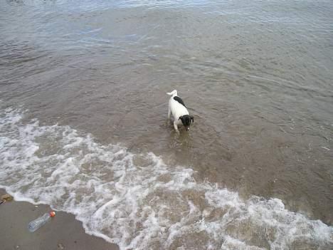 Dansk svensk gaardhund Olfert - Olfert på stranden i Humlebæk billede 3