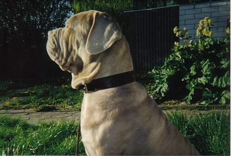 Mastino napoletano egedals lotus  billede 1