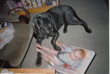 Mastino napoletano egedals lotus  - lotus far mahjongs arron  billede 2