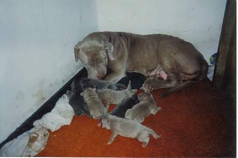 Mastino napoletano egedals lotus  - tusses mor frurs bine, og lille tusse en af de små  billede 3