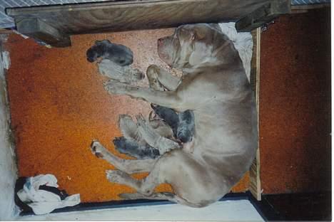 Mastino napoletano egedals lotus  - bine og tusse og de andre rødder  billede 4