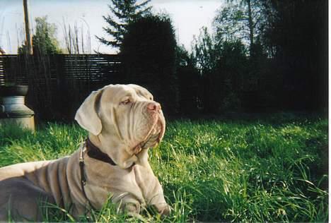 Mastino napoletano egedals lotus  billede 6