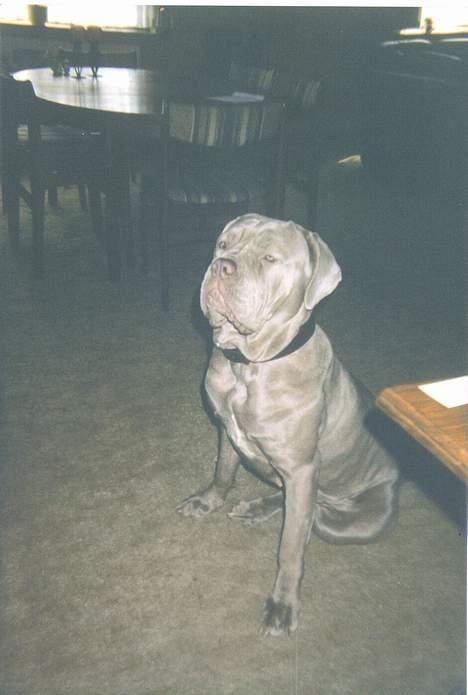 Mastino napoletano egedals lotus  billede 7