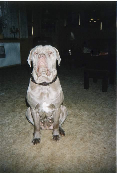 Mastino napoletano egedals lotus  billede 8