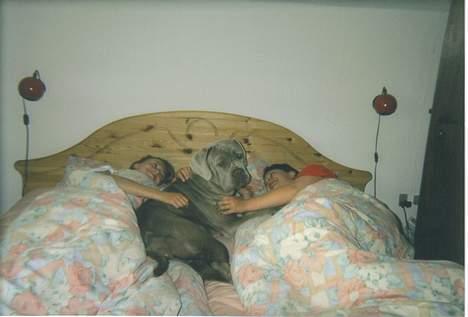 Mastino napoletano egedals lotus  - lotus hygger med nogle gammle venner (hyggeligt ik ?) billede 9