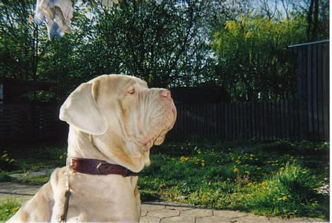 Mastino napoletano egedals lotus  billede 10