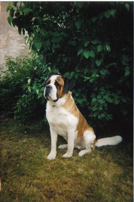 Sankt bernhardshund bamse  billede 1