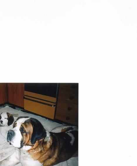 Sankt bernhardshund bamse  billede 2