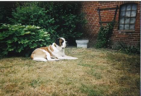 Sankt bernhardshund bamse  billede 3