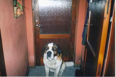 Sankt bernhardshund bamse  billede 4