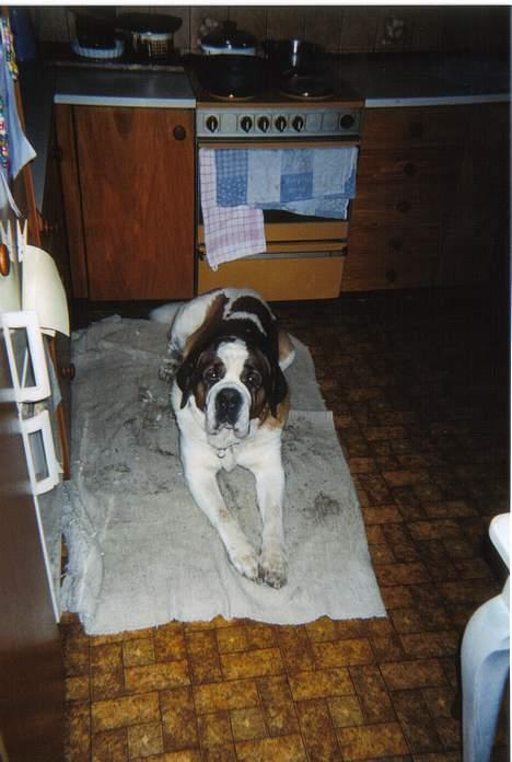 Sankt bernhardshund bamse  billede 5