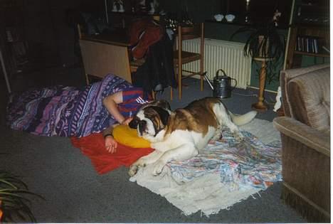 Sankt bernhardshund bamse  billede 6