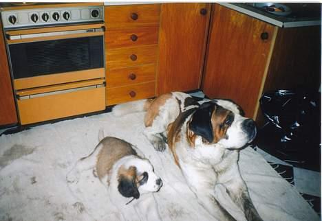 Sankt bernhardshund bamse  billede 7