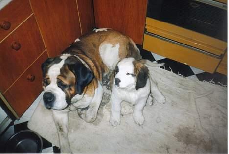 Sankt bernhardshund bamse  billede 8