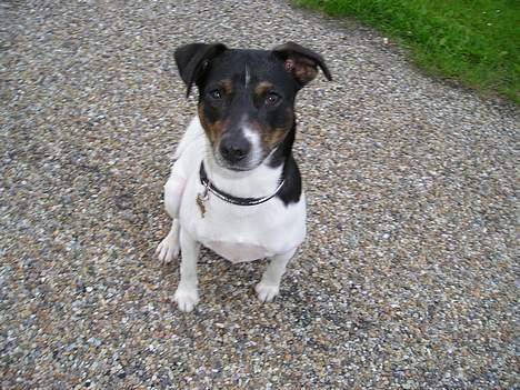 Dansk svensk gaardhund Olfert - Olfert er dygtig til at sidde pænt billede 4